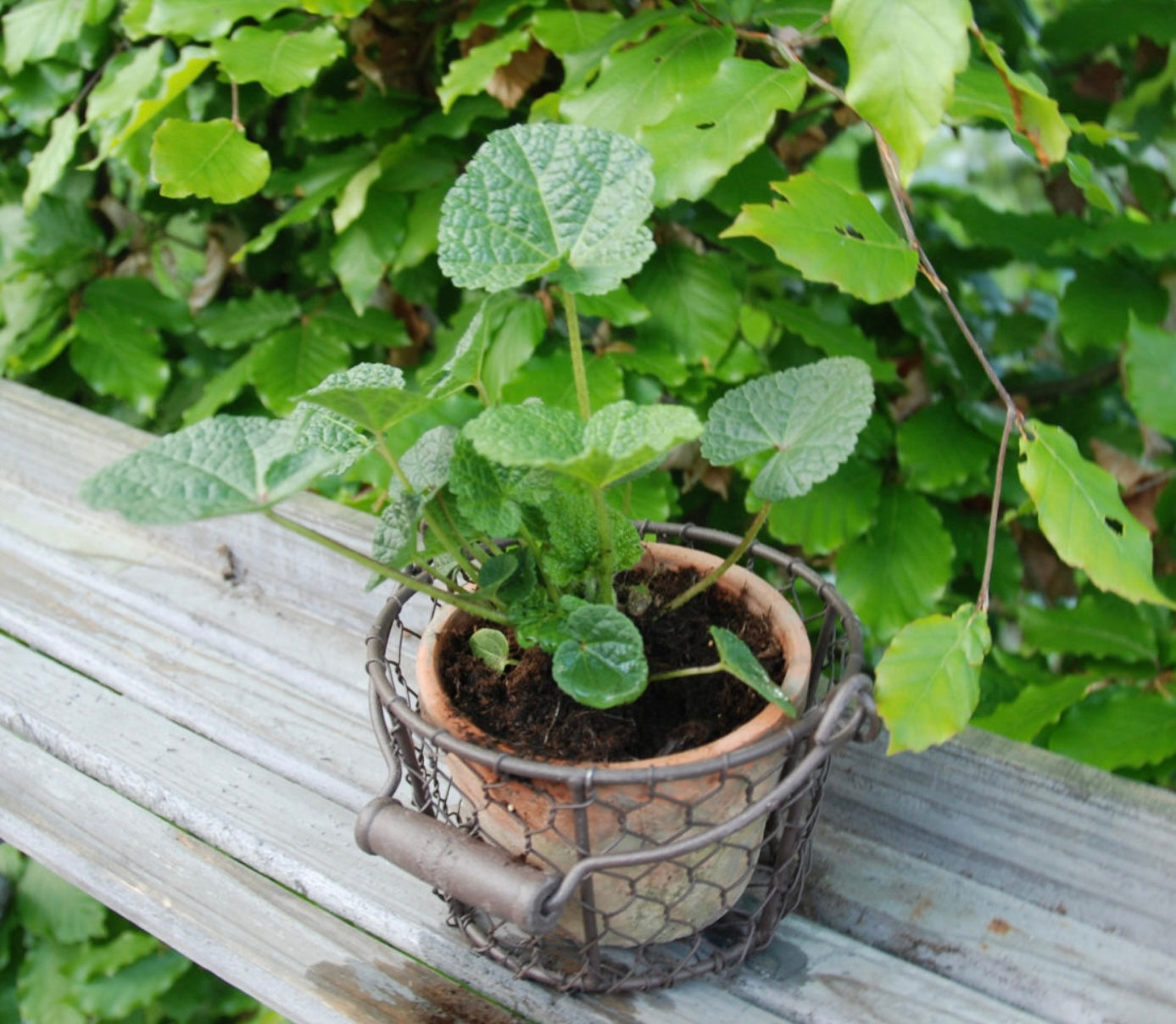 Aged terracotta pot in basket