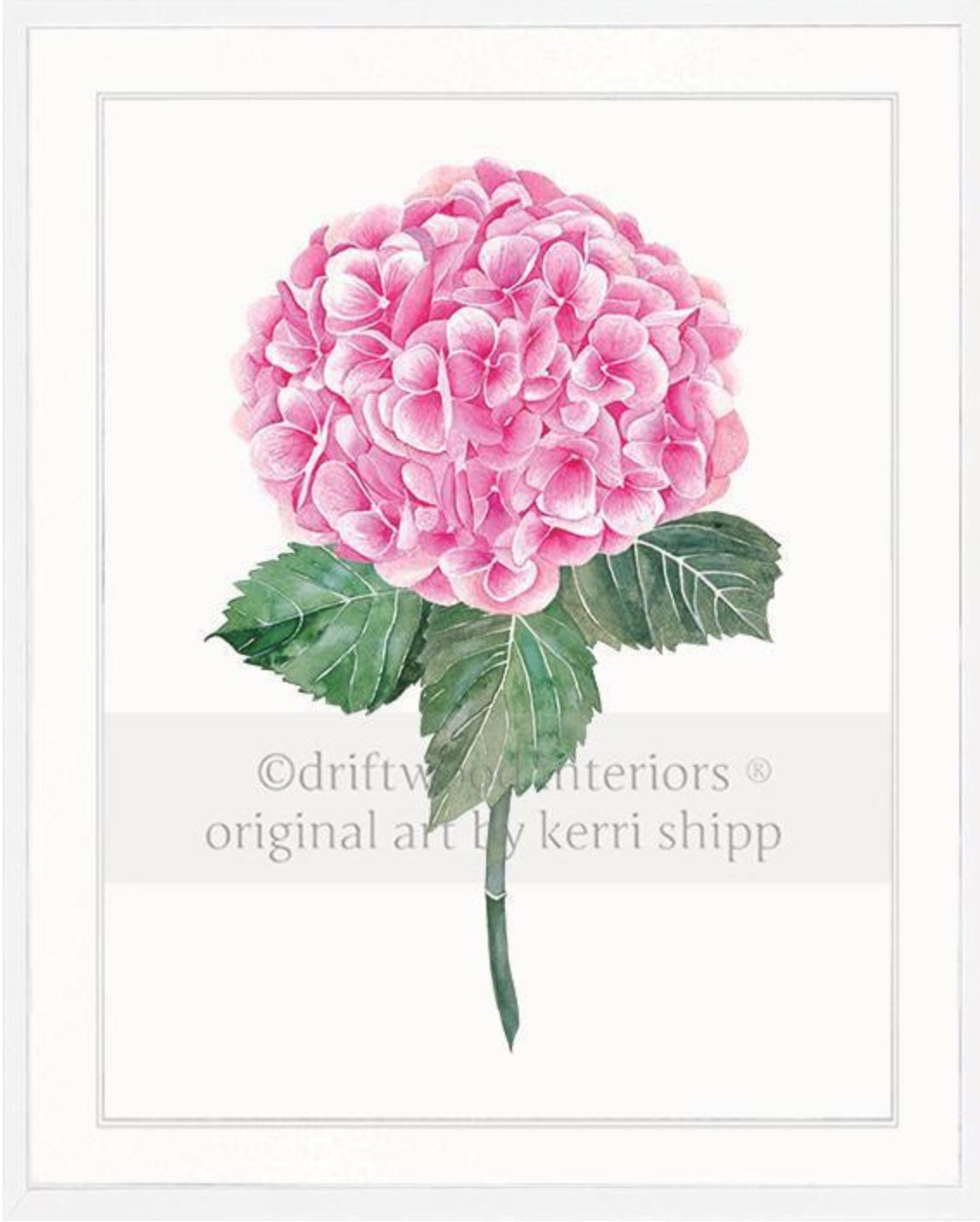 Kerri Ship Botanical Wall Art Print - Pink Hydrangea 1