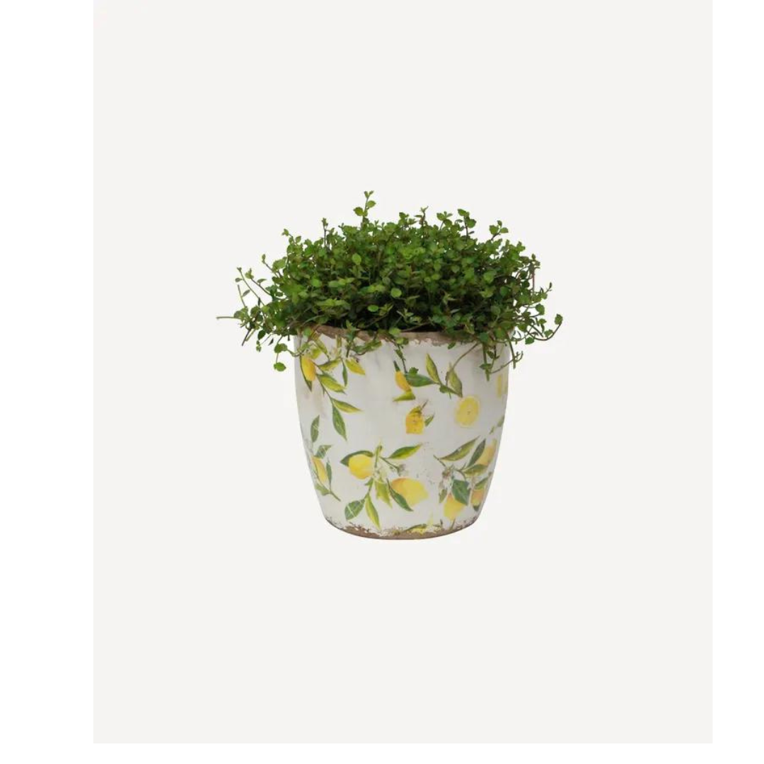 French Country Collections Botanical Lemon Pot Large