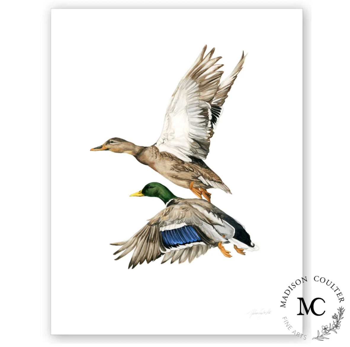 Madison Coulter Art - Mallard Pair A4 Print