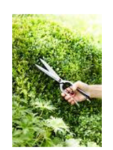 Burgon & Ball Sophie Conran Topiary Shear