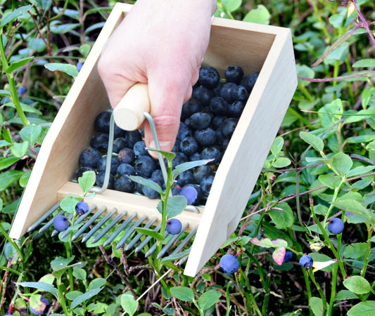 Beechwood Berry Picker